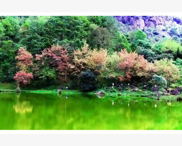夏日暖心：中药驱寒暖胃保健好帮手